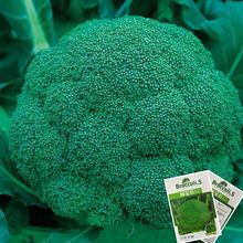 西兰花种子 四季花椰菜绿宝石蔬菜种子子高花青菜种耐寒高产