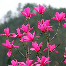 娇红一号玉兰树苗新品别墅庭院园林公园种植花卉嫁接白紫红花绿化