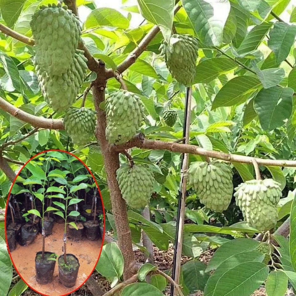 释迦果苗嫁接果树苗水果苗果树苗南方种植台湾凤梨释迦果苗番荔枝
