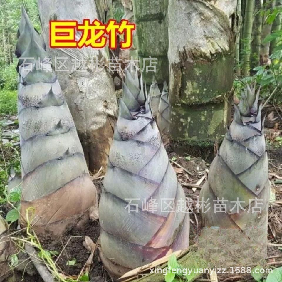 大型巨龙竹楠竹种子食用竹笋种子四季庭院室外种植巨龙竹竹子种子