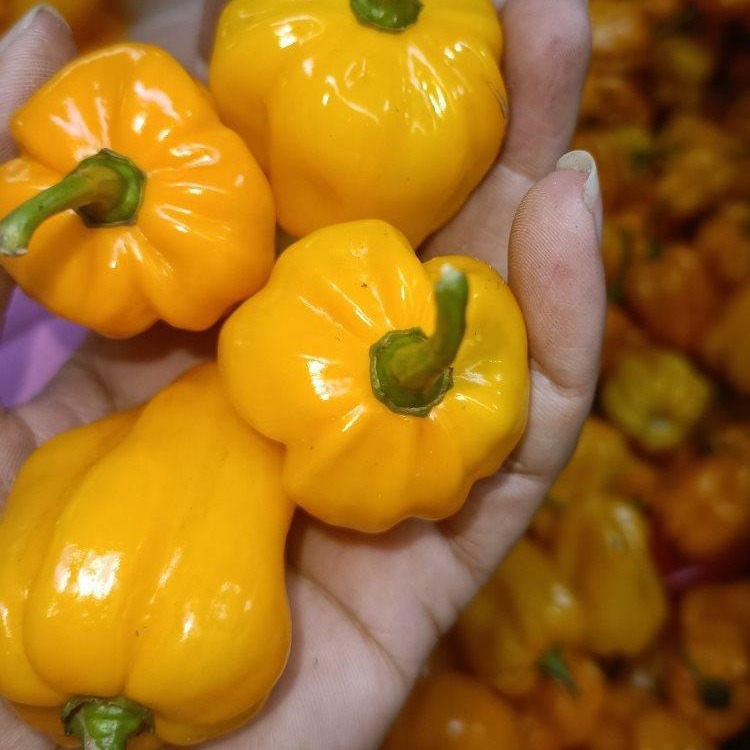 海南三亚发货 辣 现摘 海南新鲜黄灯笼椒黄辣椒辣椒变态辣-阿里巴巴