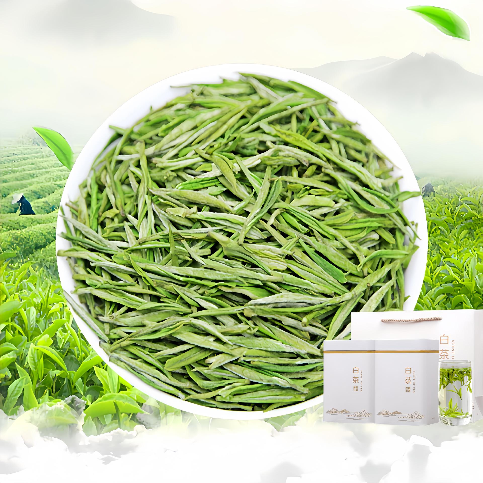 安吉高山珍稀头采竹乡特产白茶茶叶绿茶散装春茶明前新茶礼盒罐装
