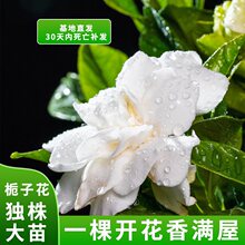 栀子花盆栽花卉植物室内花阳台小花卉植物浓香型大树苗四季好养