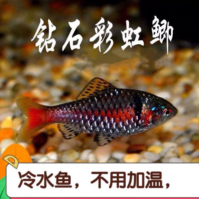 钻石彩虹鲫冷水观赏鱼活体黑影道人紫红两点鲫金元宝黄帆鲫群游鱼