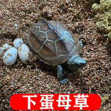 草龟下蛋乌龟母种龟大乌龟活体观赏龟水龟包活厂家直销跨境速卖通