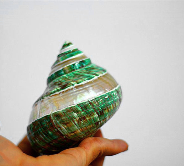 大绿螺条纹珍珠螺精品天然海螺贝壳标本螺收藏家居摆件批发送礼品