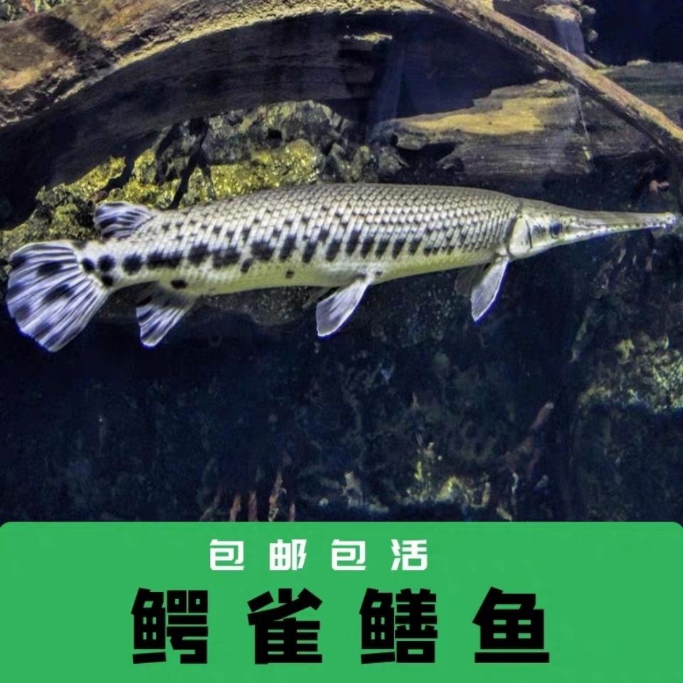 福鳄鱼雀鳝鳄尖嘴鳄鱼幽灵火箭大雀鳝鳄大型凶猛热带观赏鱼活体鱼