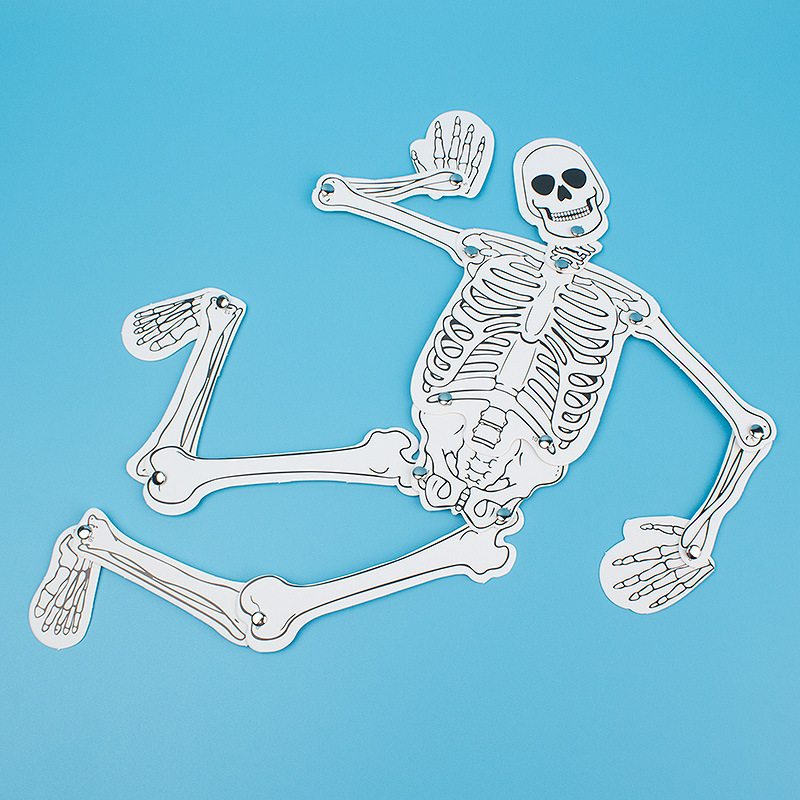 Human Skeleton Primary and Secondary School Physiological Cognition DIY Model Assembly Learning Material Package