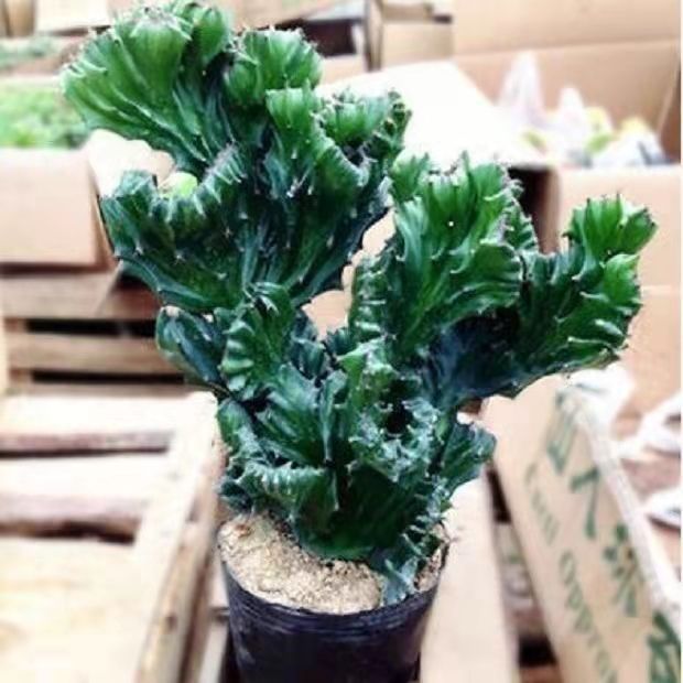 玉麒麟盆栽办公室桌面摆件招财树盆景彩麒麟龙骨植物室内阳台多肉