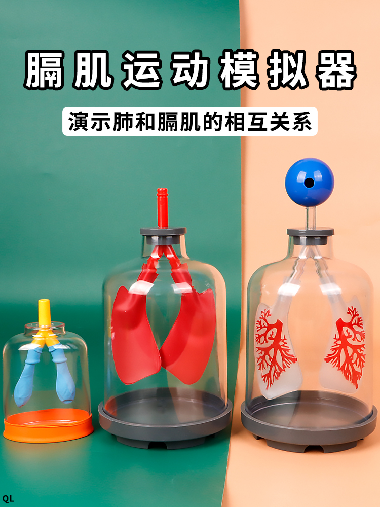 肺呼吸模型膈肌运动模拟器演示肺部系统与外界气体交换工作原理实