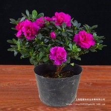 花苞好树苗四季老桩开花室内大盆风源映山红花卉植物带盆栽杜鹃花