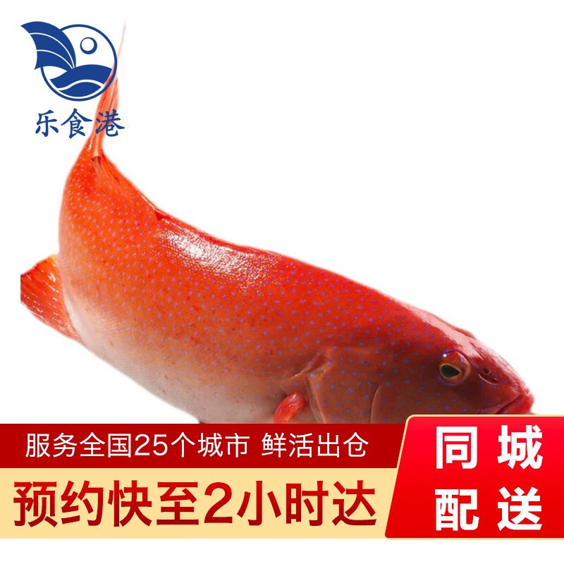 乐食港【活鲜】 鲜活红东星斑燕尾斑石斑鱼活鱼1.4-1.6斤/条 1.