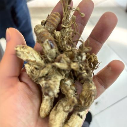 金蝉花现货批发菌类金蝉花 土蝉花 蝉蛹草 蝉茸冠蝉各种冷背货种