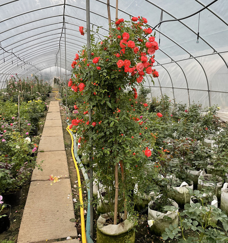 红木香花苗爬藤植物攀援花卉盆栽四季常青黄白新甜蜜红木香花树苗