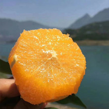【爆款回归 奉节脐橙甜橙】当季鲜橙甜蜜细腻9斤新鲜水果一件代发