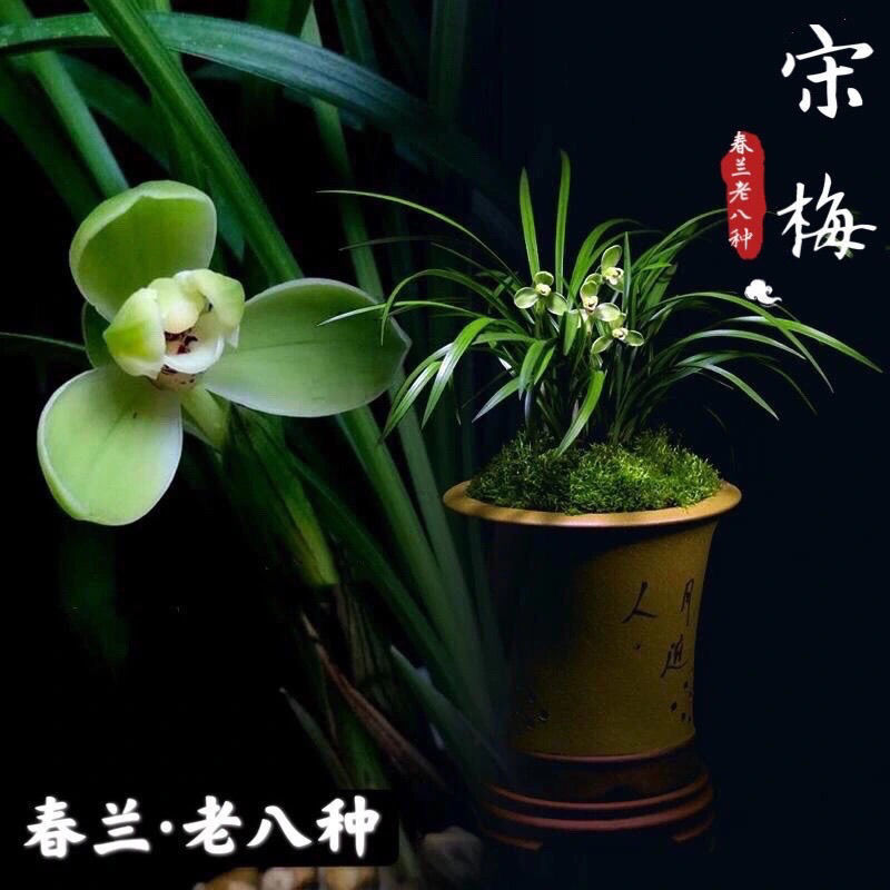春兰宋梅浓香型兰花室内矮种1易1花苞发货包邮兰花大全1