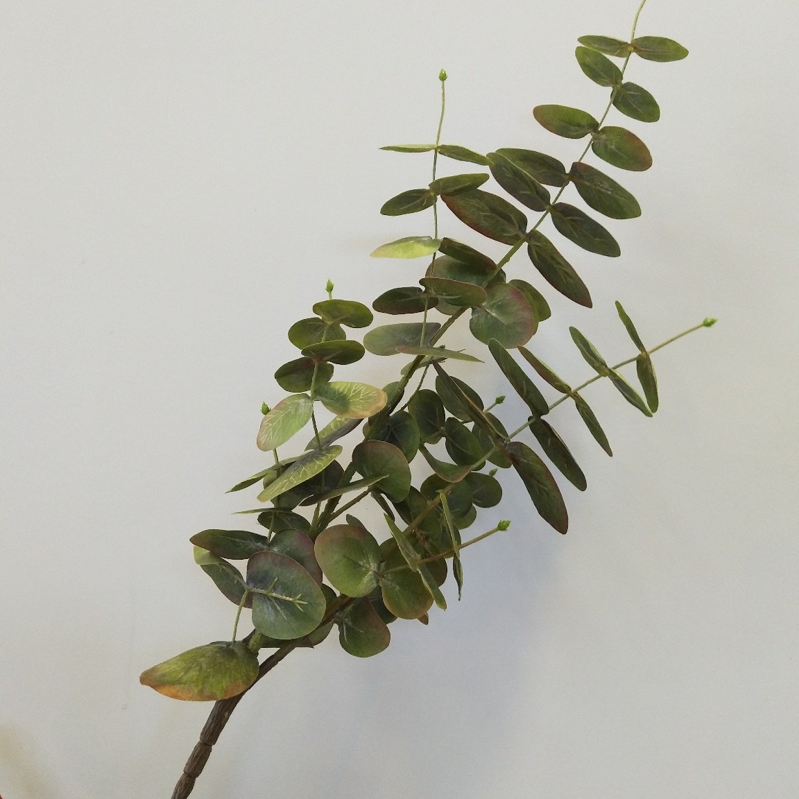 仿真金钱叶 尤加利叶 千层尤加利 北欧家居样板间婚庆摄影植物叶