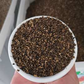 火炬花种子花卉种子红火棒多年生阳台庭院花海景观四季播货到付款