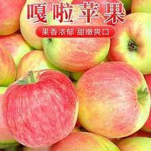 现摘正宗陕西红富士苹果冰糖心当季新鲜水果脆甜2/5/10斤非嘎啦果