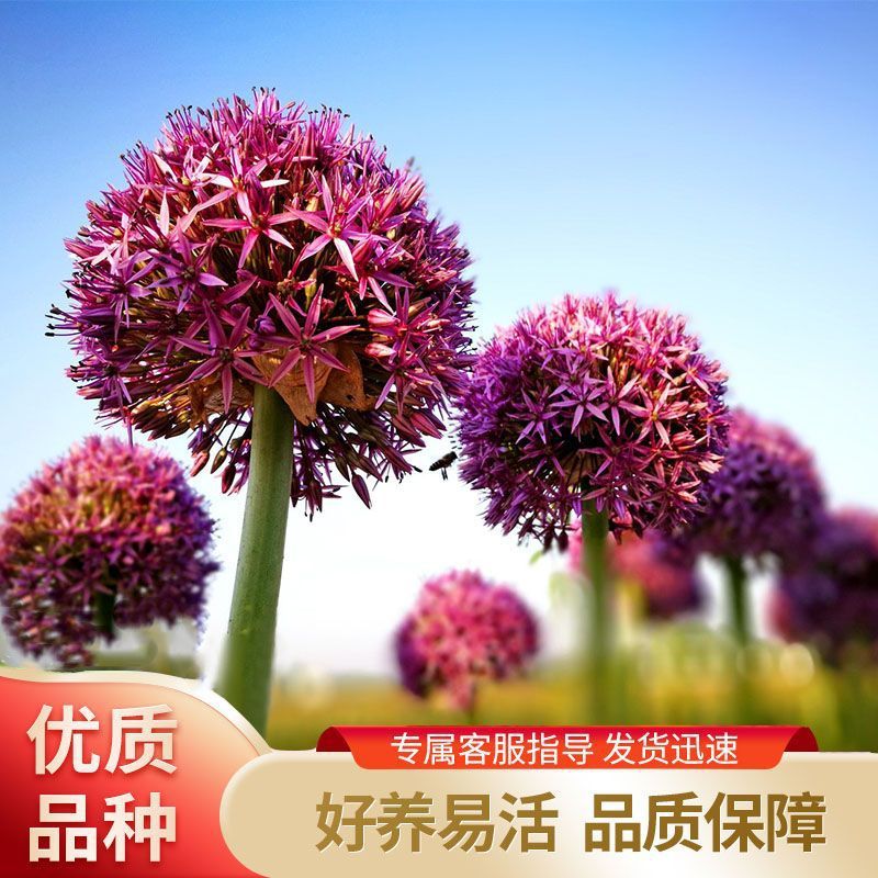 大花葱种球荷兰进口耐寒花卉盆栽植物庭院地栽大葱花球根四季易活