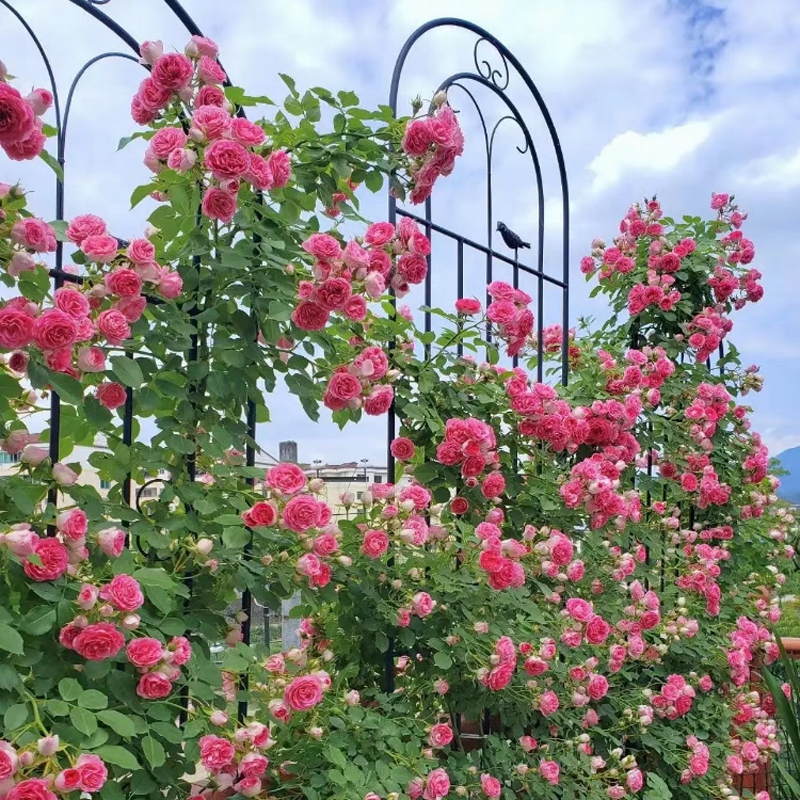 户外铁艺花园庭院栅栏花架铁线莲蔷薇月季植物爬藤架绿萝撑杆支