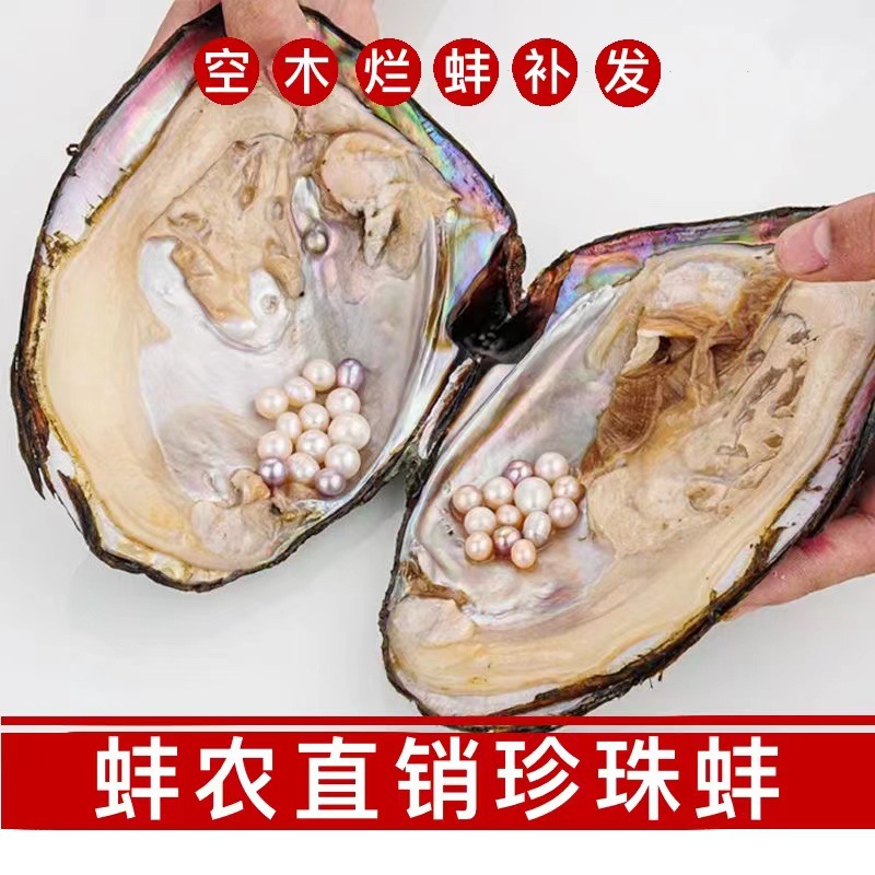 珍珠蚌鲜活爱迪生蚌多珠蚌单珠蚌批发诸暨养殖户开蚌活动策划景区