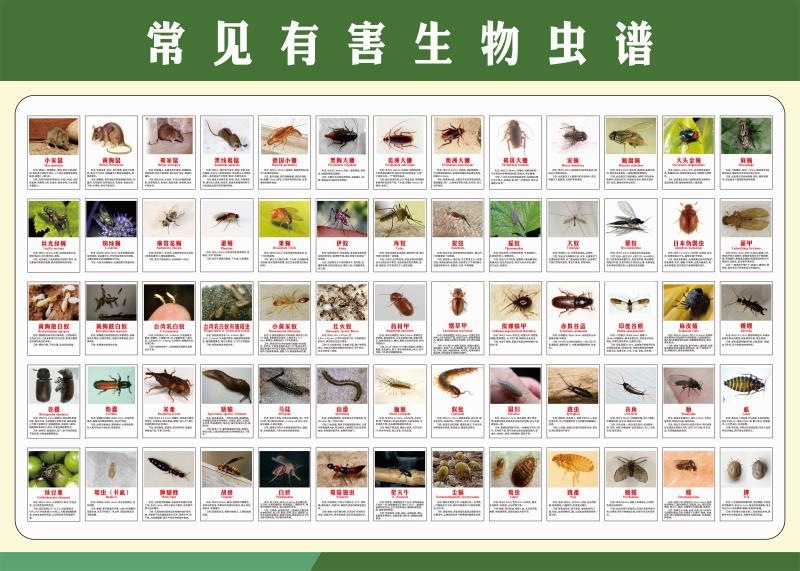 常见有害虫谱挂图害虫昆虫展示虫子叶子动物图片作物病虫害图谱