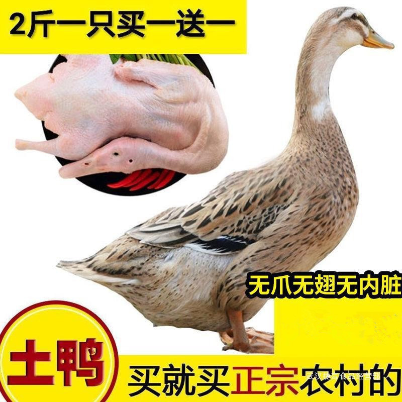 1斤一只农家散养土鸭老鸭麻鸭新鲜鸭生鸭肉鸭子鲜-阿里巴巴