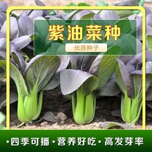 紫罗兰紫上海青小白菜紫油菜种子庭院阳台盆栽易种四季蔬菜种子