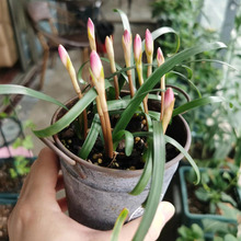 风雨兰种球重瓣韭兰葱兰花苗四季开花庭院阳台观花卉绿植盆栽种子