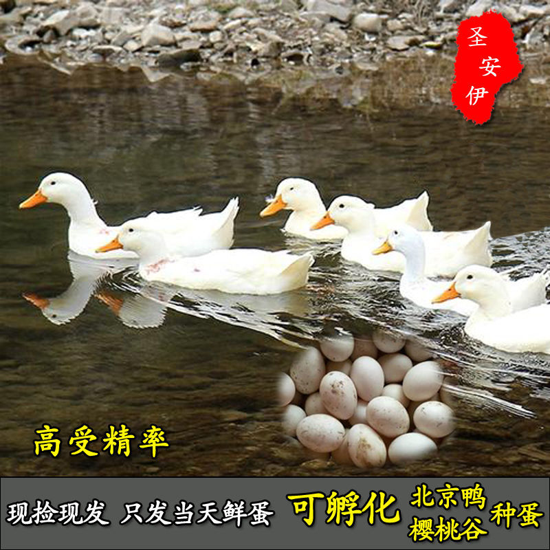 樱桃谷鸭种蛋受精蛋小黄鸭种蛋北京白肉鸭种鸭蛋