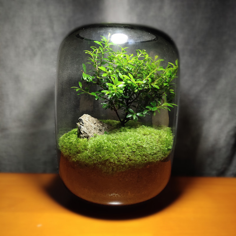 树桩造型雨林缸流水微景观植物造景水陆生态玻璃中大自然水族苔藓