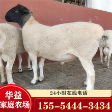 成年活体改良杂交 绵羊种羊杜波孕母羊养殖三个月小羊崽幼体羊苗