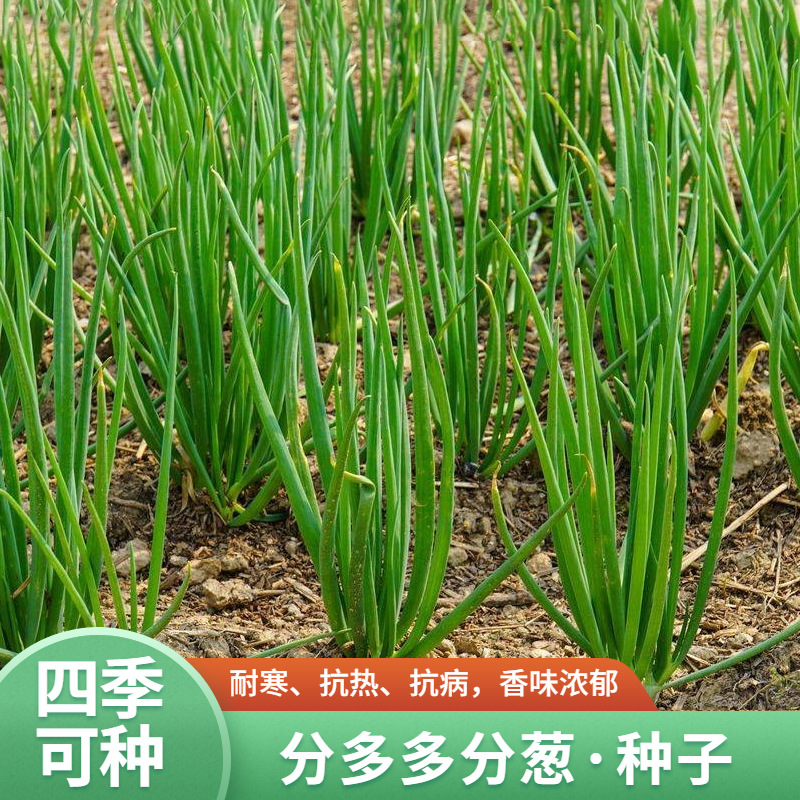 首单包邮或首单立减饱满度四季小香葱种子200粒百粒重/千粒重(g)一包