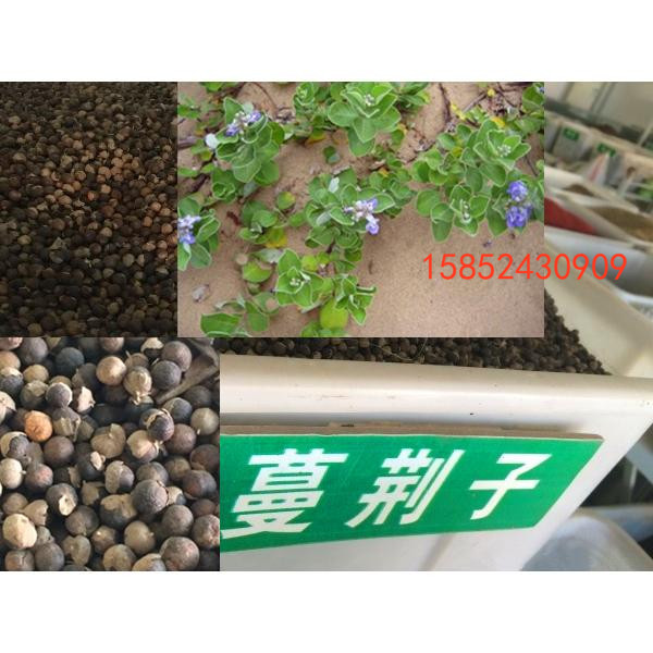 8成交9件相似蒙药材藏药材射干扁竹根 地萹竹较剪草 黄知母扁竹兰不是