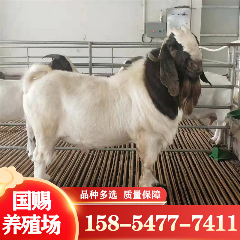 波尔山羊养殖场波尔山羊40斤小羊育肥经济效益好养殖利润大-阿里巴巴