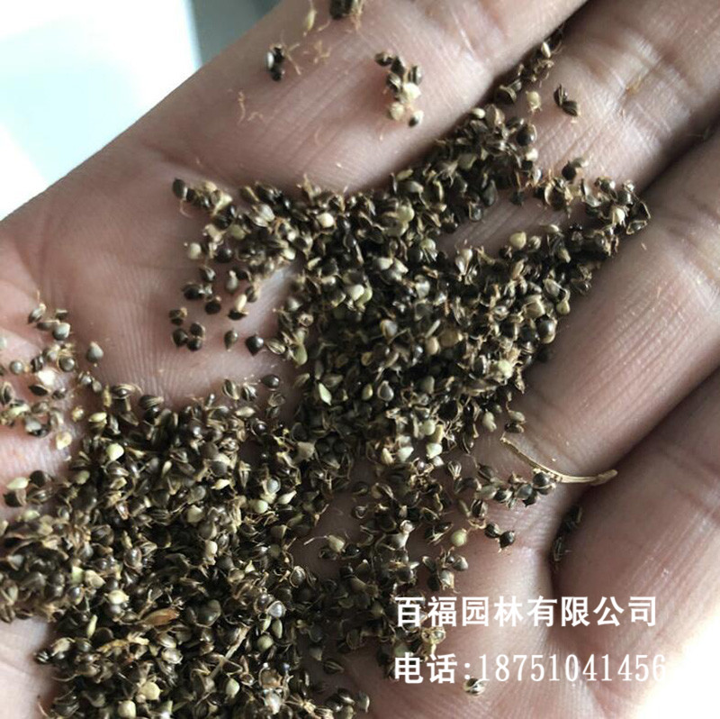 批发水葱种子观赏水生植物葱蒲籽莞草水丈葱冲天草