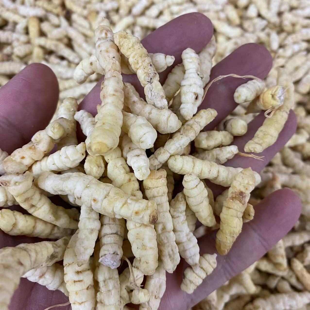 虫草参白虫草土冬虫草地虫草草石蚕地蚕地参草地蚕雪参虫草参批发