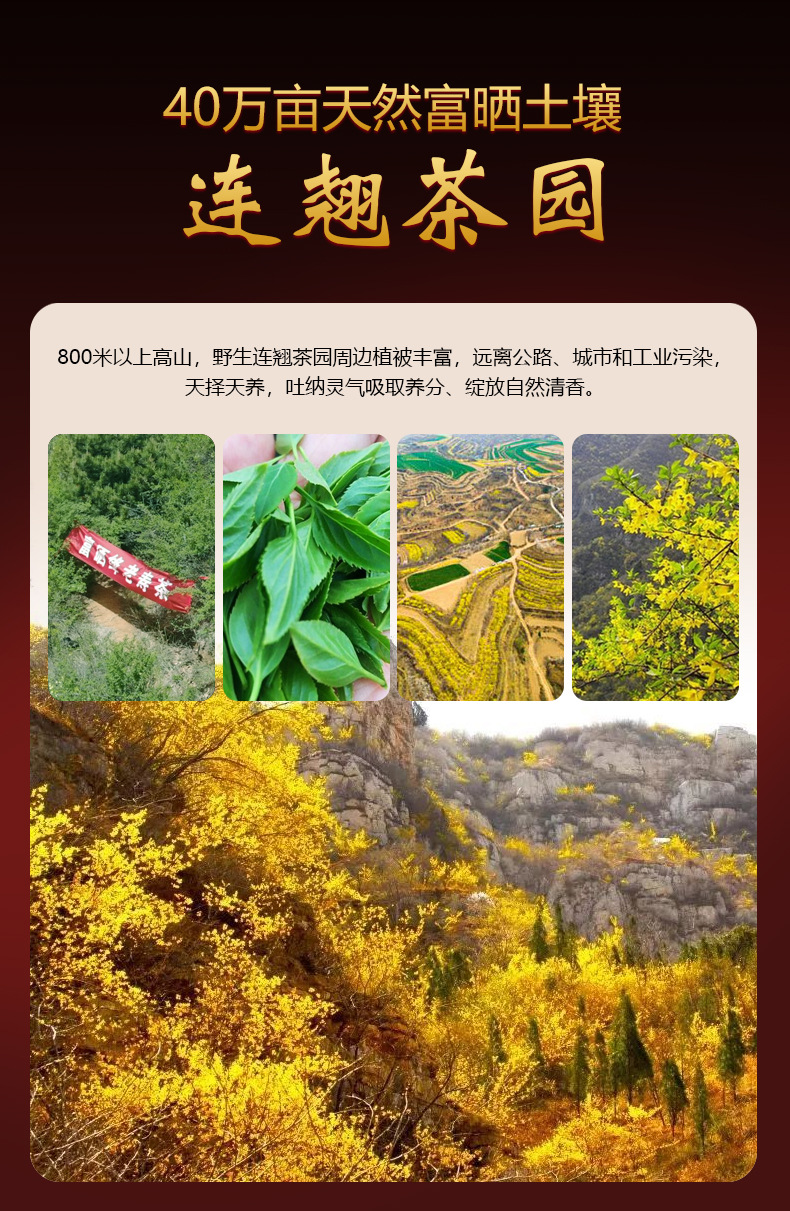 山西药茶连翘叶茶红茶下火连翘茶小袋包简装新养生茶春茶叶绛老寿