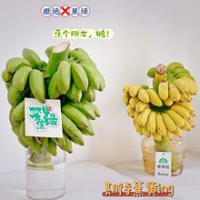 【蕉绿】整串带杆芭蕉花办公室水培小米香蕉新鲜连果插花绿植