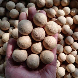 风化果菩提根原籽