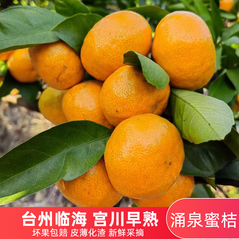 浙江台州临海涌泉蜜橘无籽橘子新鲜水果10斤黄岩蜜桔宫川早熟桔子