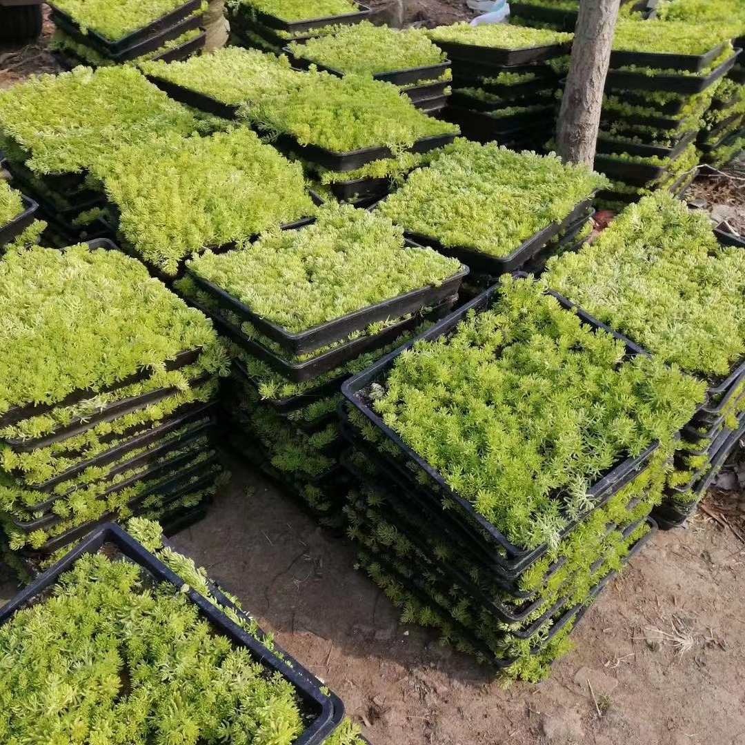 批发佛甲草 基地直销佛甲草苗 黄金佛甲草方盘盆栽佛甲草屋顶绿化