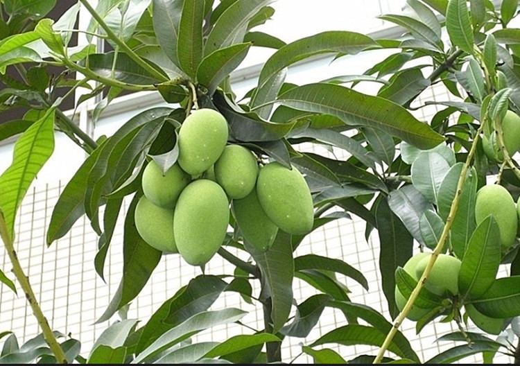 嫁接芒果苗水果树苗台农1号 苹果芒 澳芒 金辉煌芒庭院树苗木