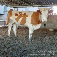 西门塔尔小牛犊改良肉牛犊300斤牛仔养殖场 可送养殖