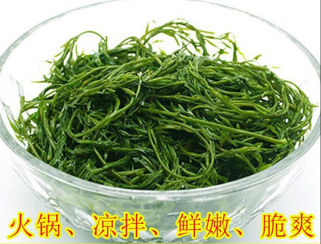 新鲜马尾藻长寿菜海大麦鞭炮笋海藻海菜即食凉拌串串火锅食材配菜