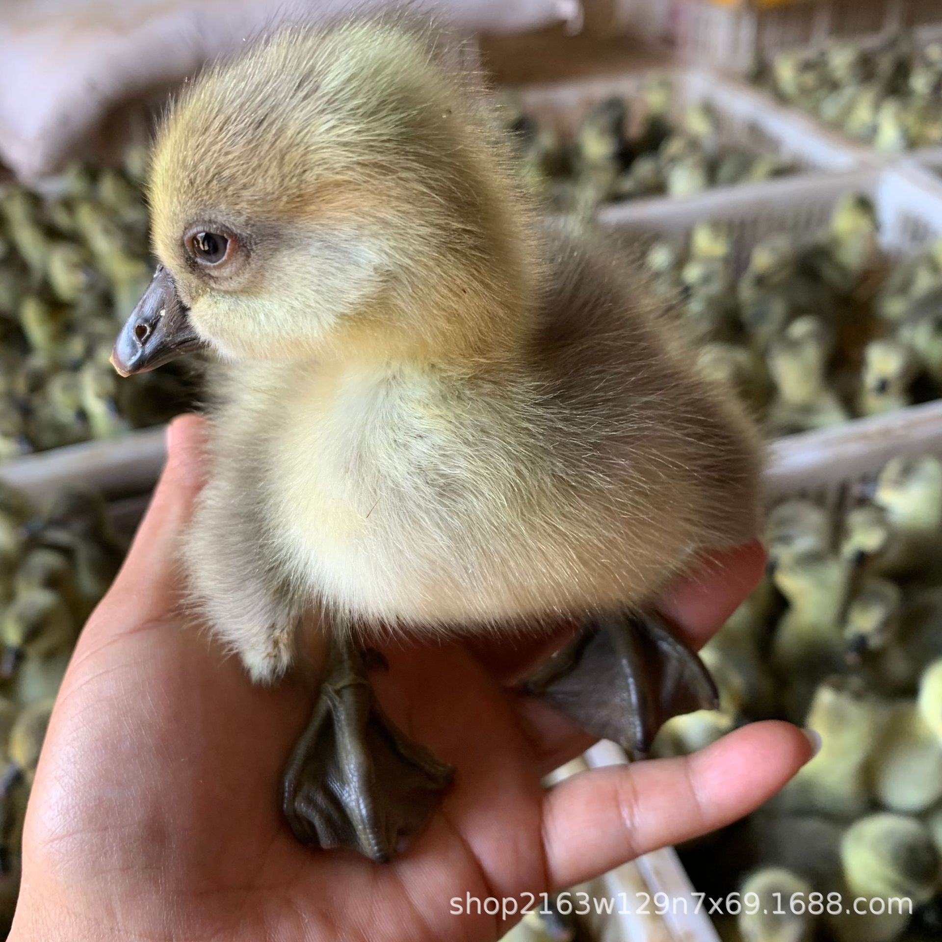 绿色养殖纯种脱温狮头鹅苗活体出售狮头鹅出壳苗成年狮头鹅蛋价格