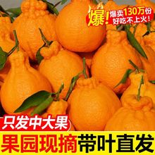丑橘四川不知火橘子桔子柑橘桔3/5/0斤装柑水果新鲜独立站批发