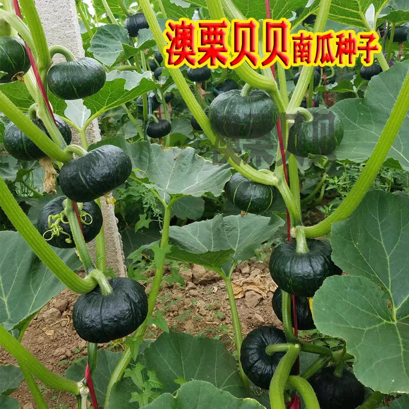 澳加美京栗南瓜种子贝贝小南瓜果皮银灰色果肉橙黄味甜抗病扁圆形