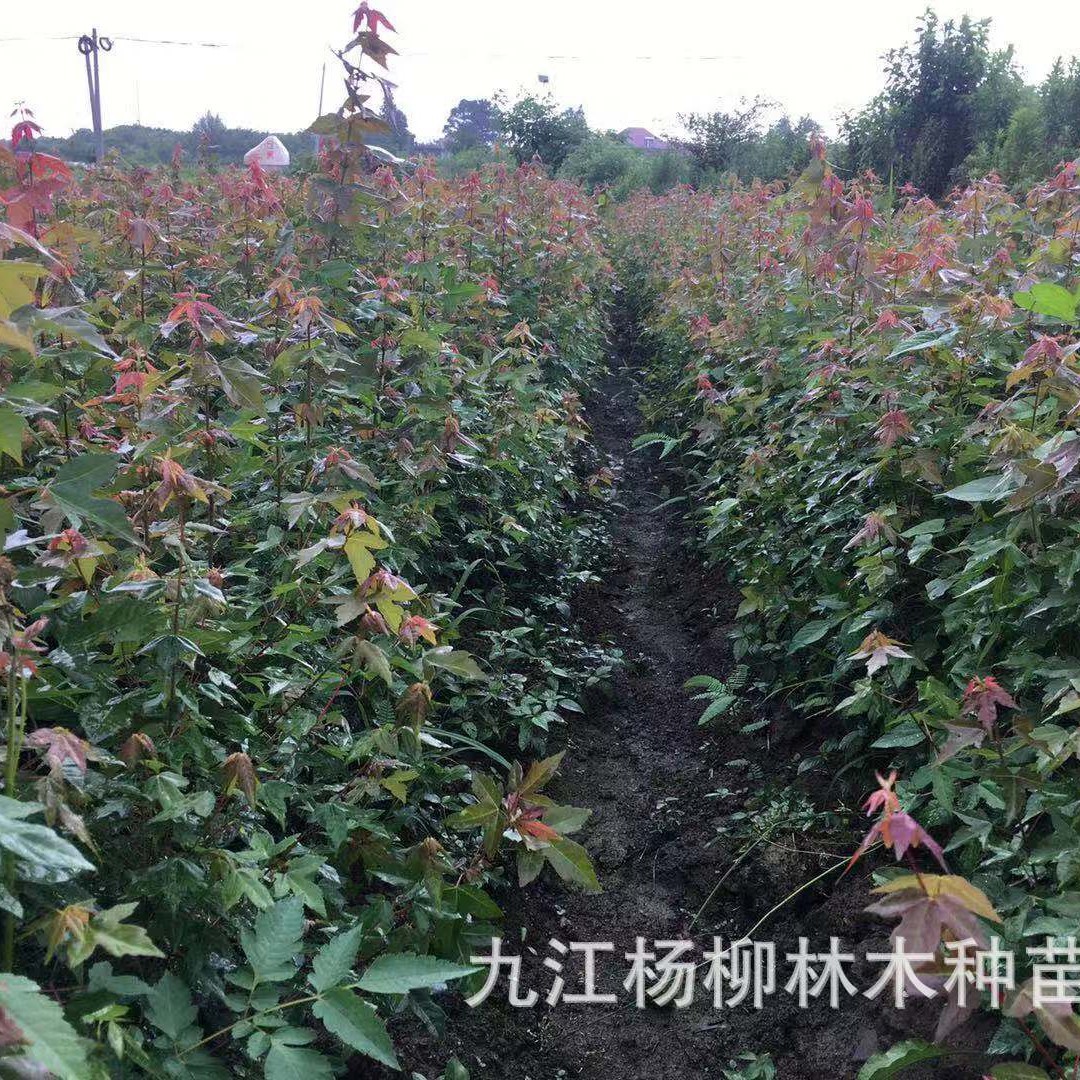 供应绿化苗木三角枫 绿化工程三角枫小苗三角槭 枫树 量大从优